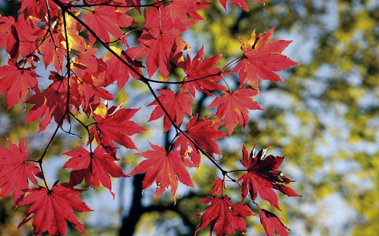 Explorar el significado cultural de las hojas de otoño