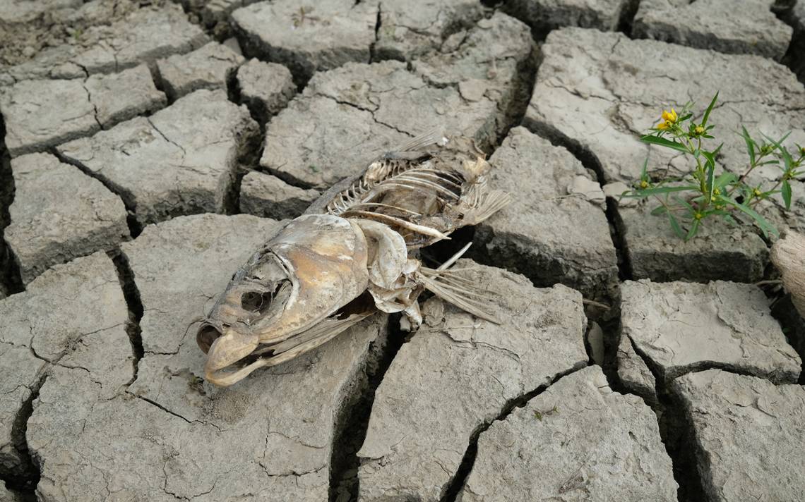 https://www.elsoldezacatecas.com.mx/doble-via/ciencia/i5h7nn-cambio-climatico/ALTERNATES/LANDSCAPE_1140/Cambio%20clim%C3%A1tico