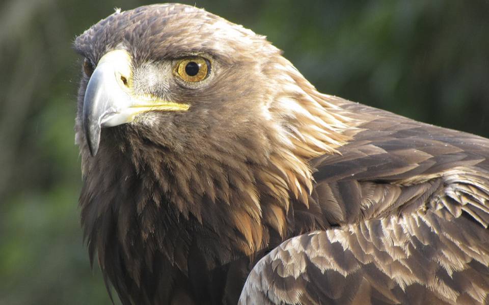 Águila real voló de Monte Escobedo a Texas - El Sol de Zacatecas | Noticias  Locales, Policiacas, sobre México, Zacatecas y el Mundo