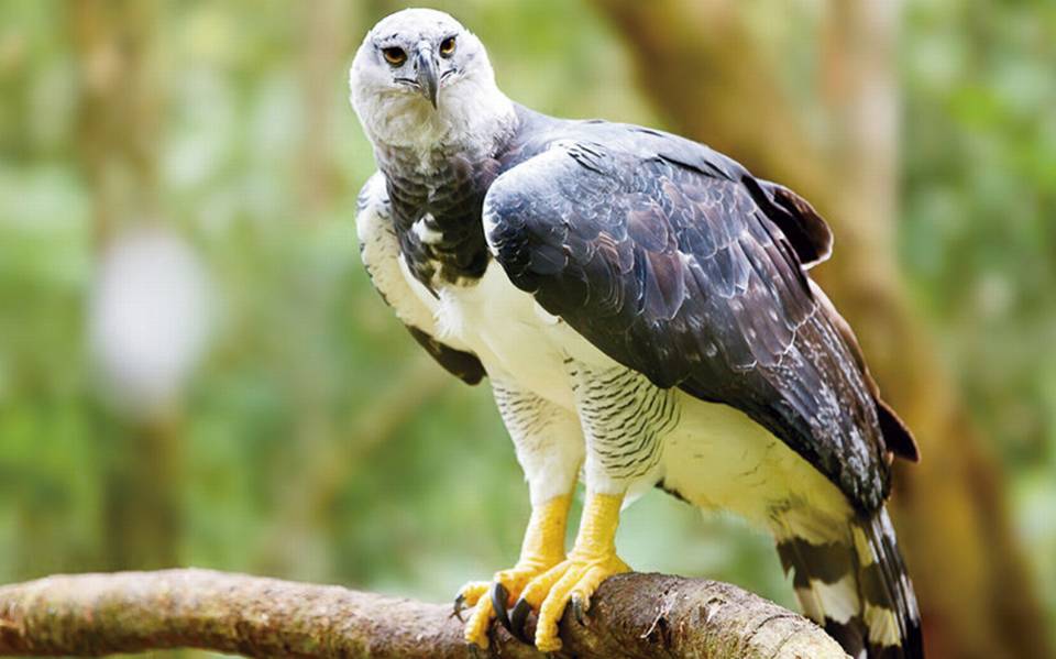 Ecuador y España se unen para proteger al águila harpía - El Sol de  Zacatecas | Noticias Locales, Policiacas, sobre México, Zacatecas y el Mundo
