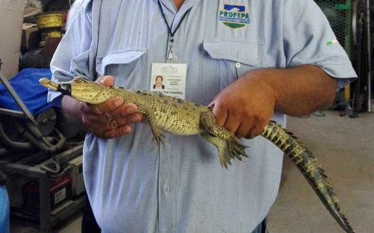 Profepa captura pequeño cocodrilo y lo trasladará a Fresnillo - El Sol de  Zacatecas | Noticias Locales, Policiacas, sobre México, Zacatecas y el Mundo