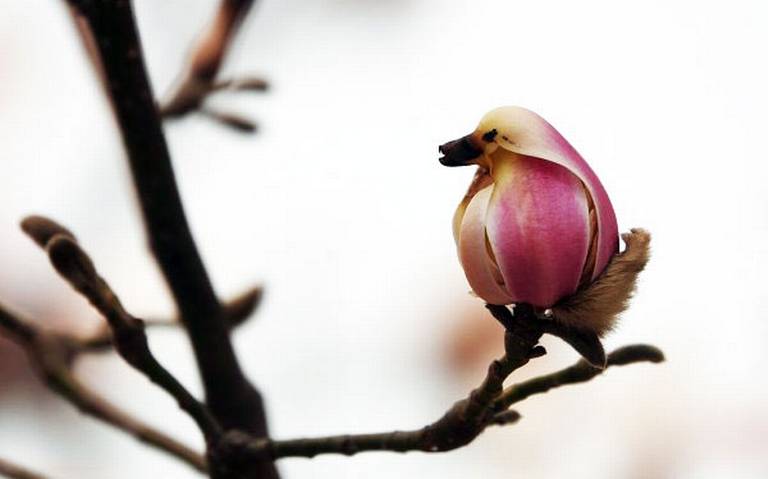 Aves o flores? Una especie de magnolia - El Sol de México | Noticias,  Deportes, Gossip, Columnas