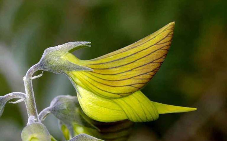 Flores que vuelan; la planta de la que florecen colibríes Crotalaria  cunninghamii ave real ave verde australia - El Sol de Zacatecas | Noticias  Locales, Policiacas, sobre México, Zacatecas y el Mundo