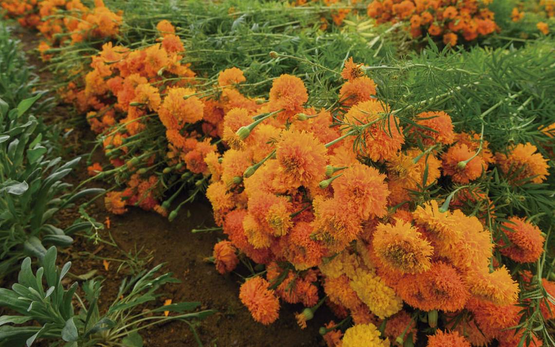 Cempasúchil; la flor mexicana que China produce en masa - El Sol de  Zacatecas | Noticias Locales, Policiacas, sobre México, Zacatecas y el Mundo