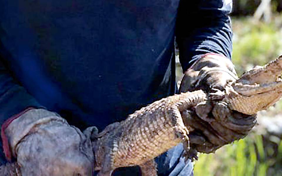 Hallan un cocodrilo en arroyo de Tlaltenango, Zacatecas - El Sol de  Zacatecas | Noticias Locales, Policiacas, sobre México, Zacatecas y el Mundo