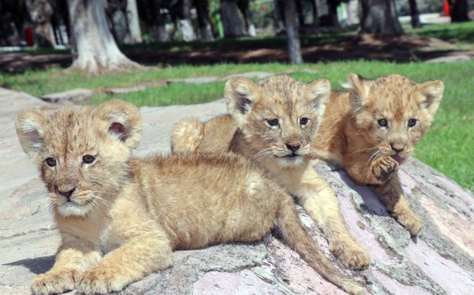 Nacieron tres leones en el zoológico La Encantada fauna crias de leon  parque veterinarios camada leones africanos - El Sol de Zacatecas |  Noticias Locales, Policiacas, sobre México, Zacatecas y el Mundo