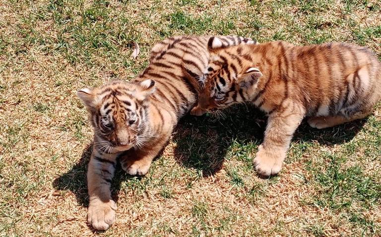 Hay nuevos huéspedes en el zoológico La Encantada leones llamas guacamayas  zacatecas - El Sol de Zacatecas | Noticias Locales, Policiacas, sobre  México, Zacatecas y el Mundo